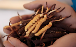 新鮮冬蟲夏草能保存多久？科學(xué)保存指南來了