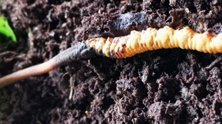 <a href=http://www.gzpim.com/xinxian/ target=_blank class=infotextkey>新<a href=http://www.gzpim.com/xinxian/ target=_blank class=infotextkey>鮮冬蟲夏草價(jià)格</a></a>解析