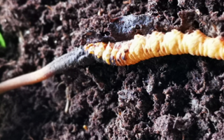 新鮮冬蟲夏草價(jià)格解析