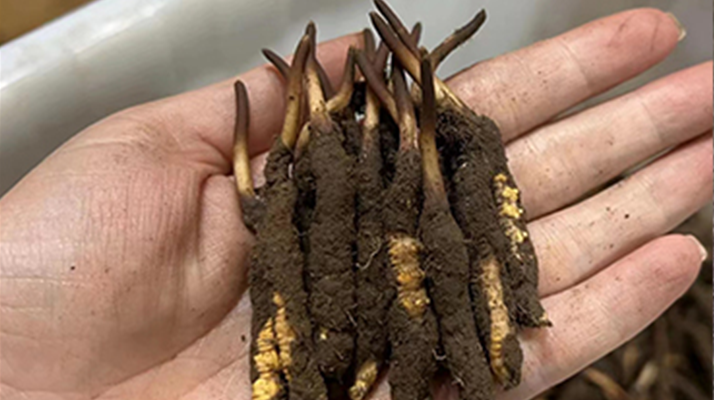 鎖住鮮蟲草的珍貴:科學(xué)存放指南