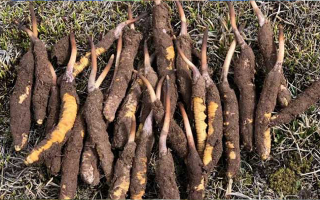 探秘新鮮冬蟲夏草的獨(dú)特樣貌：大自然的奇妙饋贈(zèng)