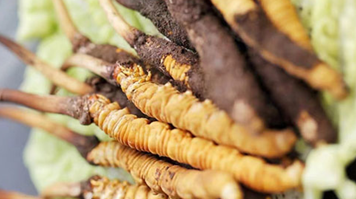 新鮮冬蟲夏草打包發(fā)貨全流程詳解：確保品質(zhì)與時效的關鍵