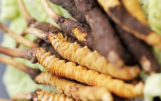 新鮮冬蟲夏草打包發(fā)貨全流程詳解：確保品質(zhì)與時效的關鍵