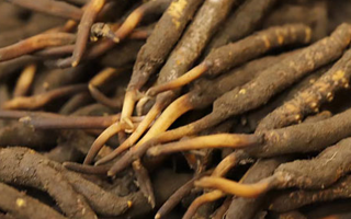 如何挑選新鮮冬蟲夏草？掌握這幾個(gè)關(guān)鍵技巧
