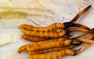 一克鮮草，千金之珍：探秘 1 克新鮮冬蟲夏草