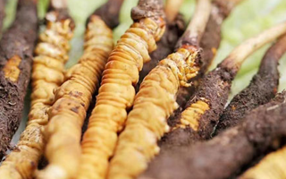 冬蟲夏草：曬干食用還是鮮食更優(yōu)？