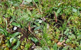 西藏那曲鮮草上市時(shí)間揭秘