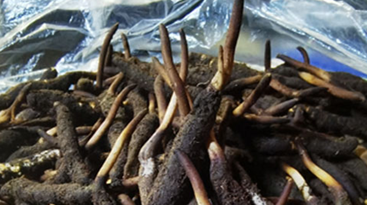 冬蟲夏草鮮草能不能泡酒？科學(xué)解析與實(shí)用指南