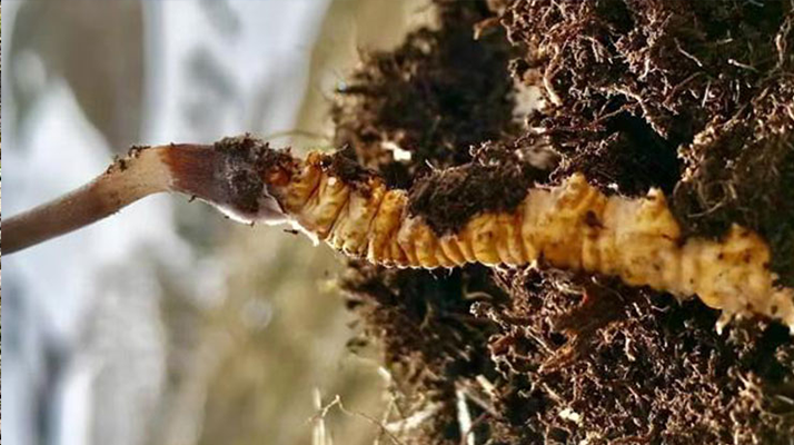 冬蟲夏草的多樣吃法，解鎖滋補新體驗