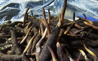 冬蟲夏草鮮草能不能泡酒？科學(xué)解析與實(shí)用指南