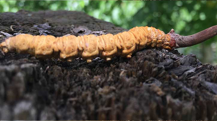 正宗野生<a href=http://www.gzpim.com/jiage/ target=_blank class=infotextkey>蟲草多少錢</a>一斤