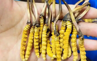 鮮冬蟲夏草出水怎么辦？實(shí)用處理指南