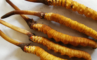 鮮冬蟲夏草常溫能放多久？一文讀懂保存秘籍