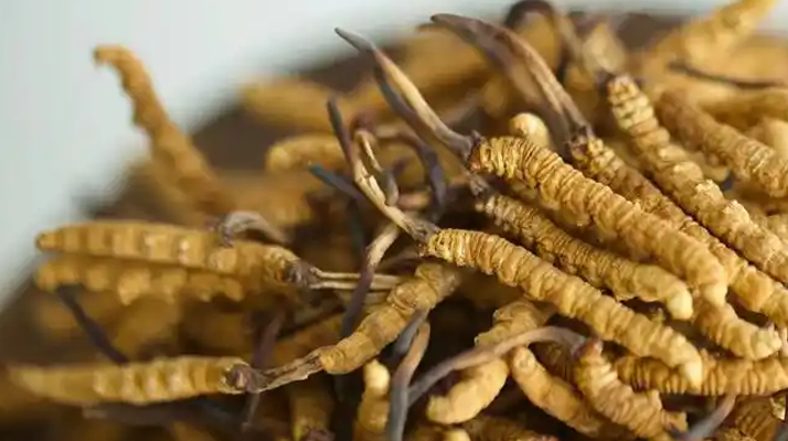 比如扎拉鄉(xiāng):冬蟲夏草的高原瑰寶