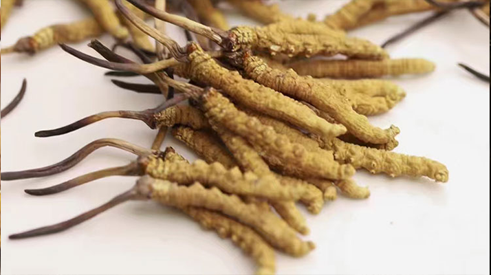 冬蟲夏草白盒辨別真假視頻指南:輕松識(shí)破造假陷阱