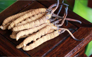 女孩家種冬蟲夏草好嗎？深度剖析種植可行性