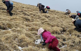 揭秘冬蟲夏草的黃金采摘季：時(shí)間、地域與品質(zhì)的微妙關(guān)系? ? ? ?