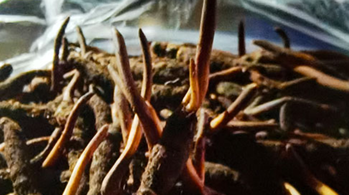 新鮮冬蟲夏草保存全攻略：鎖住營(yíng)養(yǎng)，延長(zhǎng)鮮味