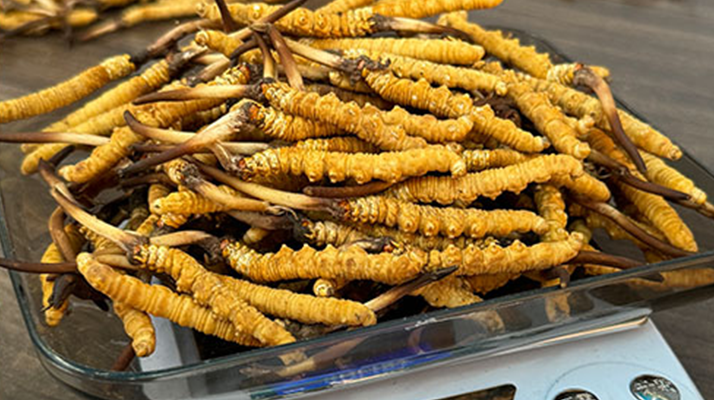 卓嘎新鮮冬蟲(chóng)夏草：西寧市場(chǎng)的高原瑰寶