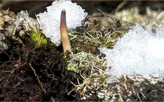 探秘雪域珍寶：最大的新鮮那曲冬蟲夏草