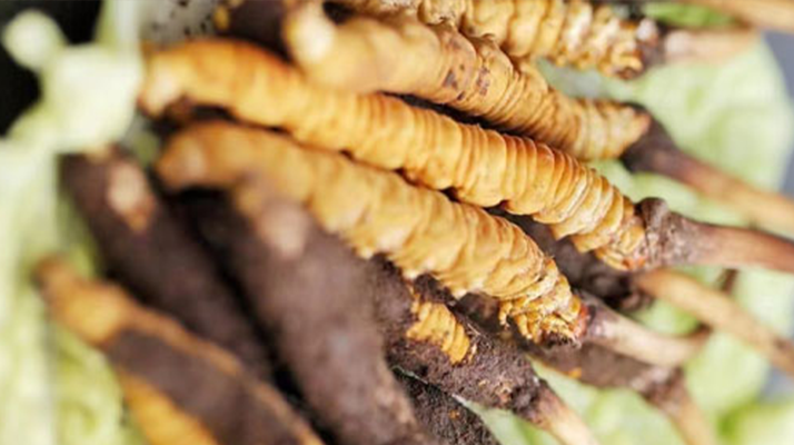 正宗<a href=http://www.gzpim.com/jiage/ target=_blank class=infotextkey>冬蟲夏草多少錢</a>一克？深度價(jià)格解析