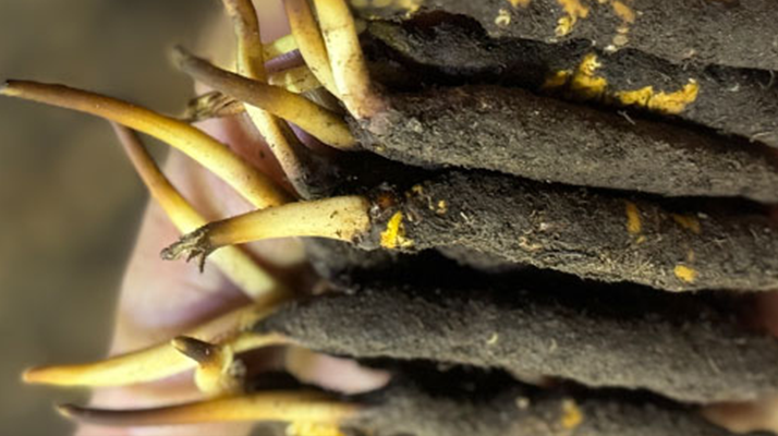 冬蟲夏草泡水喝，一次泡幾根最合適？