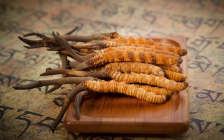 冬蟲(chóng)夏草鮮草會(huì)上火嗎？科學(xué)解讀其食用特性