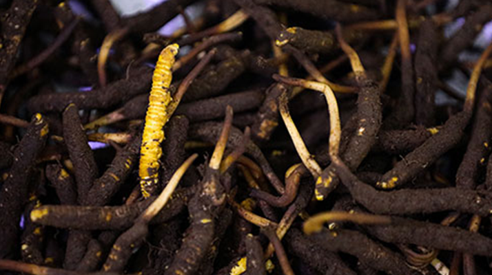 吃新鮮冬蟲夏草會(huì)過敏嗎？一文為你揭秘