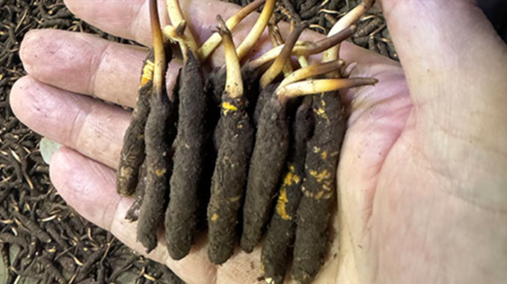 尋草之旅：踏上尋找<a href=http://www.gzpim.com/xinxian/ target=_blank class=infotextkey>新<a href=http://www.gzpim.com/xinxian/ target=_blank class=infotextkey>鮮冬蟲夏草</a></a>的征程