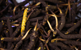 吃新鮮冬蟲夏草會(huì)過敏嗎？一文為你揭秘