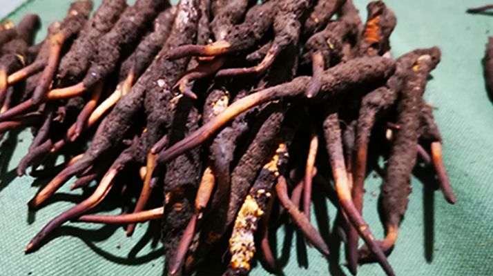 新鮮冬蟲夏草哪里買？全渠道選購指南