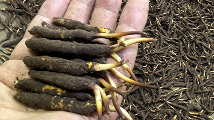 冬蟲(chóng)夏草燉湯真能提鮮？揭開(kāi)滋補(bǔ)食材的味覺(jué)密碼