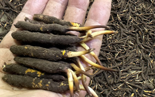 冬蟲(chóng)夏草燉湯真能提鮮？揭開(kāi)滋補(bǔ)食材的味覺(jué)密碼