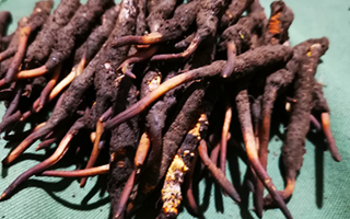 新鮮冬蟲夏草哪里買？全渠道選購指南