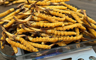 冬蟲(chóng)夏草：鮮草與干草的獨(dú)特魅力