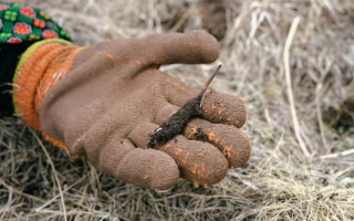 探秘純野生新鮮飽滿冬蟲夏草：自然饋贈(zèng)的滋補(bǔ)瑰寶