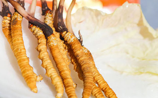 冬蟲夏草鮮草一般哪里有？多渠道獲取指南