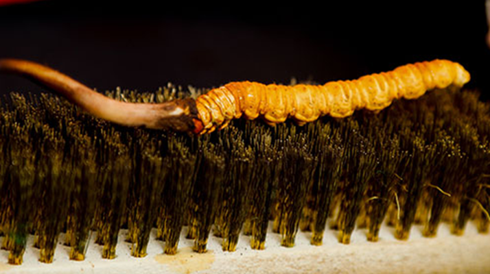 鮮冬蟲夏草什么口感最好？探尋舌尖上的滋補美味? ? ? ?