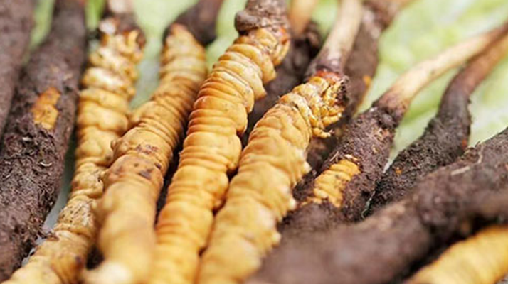 鮮冬蟲夏草能存放多久？科學(xué)保存指南來了