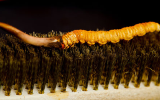 鮮冬蟲夏草什么口感最好？探尋舌尖上的滋補(bǔ)美味? ? ? ?