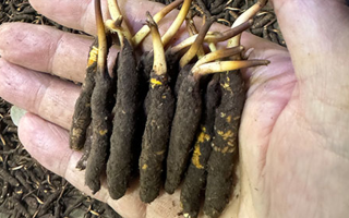 3000 條蟲草一克是幾只？深入解析蟲草規(guī)格與重量關(guān)系? ? ? ?