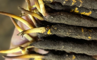 蟲草怎么存放比較好？科學(xué)保存指南