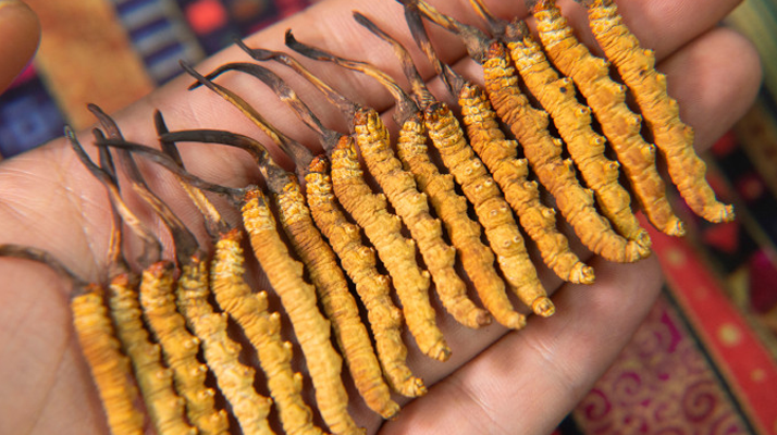 二級<a href=http://www.gzpim.com/jiage/ target=_blank class=infotextkey>冬蟲夏草的價格</a>一克