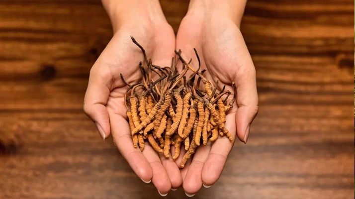 鮮<a href=http://www.gzpim.com/jiage/ target=_blank class=infotextkey>冬蟲夏草多少錢</a>一條