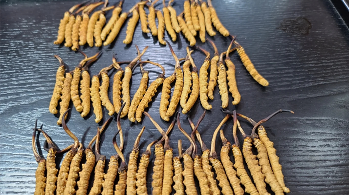 冬蟲夏草是如何形成的？揭秘"軟黃金"的誕生之謎?