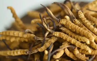 ??冬蟲夏草什么人不能吃？這5類人群需謹(jǐn)慎?
