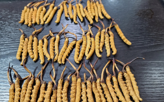 冬蟲夏草是如何形成的？揭秘"軟黃金"的誕生之謎?