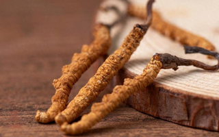 冬蟲(chóng)夏草現(xiàn)在多少錢(qián)一克