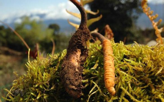 如何挑選新鮮冬蟲夏草？掌握這幾個(gè)關(guān)鍵要點(diǎn)