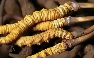 生嚼鮮冬蟲夏草能吃嗎？科學(xué)解析食用方式